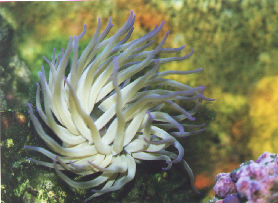 Anemone